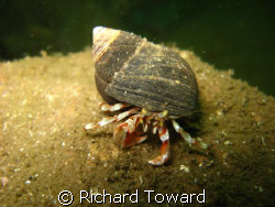 Small Hermit Crab. Taken off St Abbs with
a Canon A570is by Richard Toward 